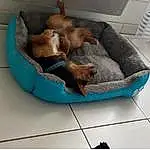 Dog Bed, Couch, Race de chien, Bean Bag, Comfort, Dog Supply, Chien, Carnivore, Pet Supply, Felidae, Cat Supply, Chien de compagnie, Faon, Studio Couch, Small To Medium-sized Cats, Cat Bed, Canidae, Sofa Bed, Sieste