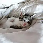 Chat, Small To Medium-sized Cats, Felidae, Moustaches, Carnivore, Chatons, American Wirehair, Chat de l’Egée, Sieste, Poil, European Shorthair, Domestic Short-haired Cat, Asiatique, Norvégien, American Shorthair, Bed Sheet