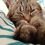 Chat, Carnivore, Felidae, Small To Medium-sized Cats, Gesture, Comfort, Oreille, Moustaches, Museau, Patte, Griffe, Domestic Short-haired Cat, Poil, Sieste, Queue, Linens, Sleep