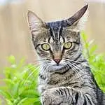 Chat, Felidae, Carnivore, Small To Medium-sized Cats, Plante, Moustaches, Herbe, Terrestrial Animal, Museau, Poil, Domestic Short-haired Cat, Grassland, Lynx