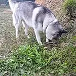 Chien, Plante, Race de chien, Carnivore, Chien d’attelage, Herbe, Working Animal, Husky de Sibérie, Groundcover, Terrestrial Animal, Wolf, Queue, Canidae, Soil, Working Dog, Canis