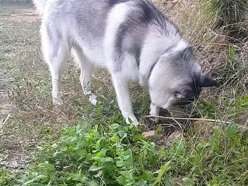 Chien, Plante, Race de chien, Carnivore, Chien d’attelage, Herbe, Working Animal, Husky de Sibérie, Groundcover, Terrestrial Animal, Wolf, Queue, Canidae, Soil, Working Dog, Canis