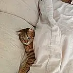 Brown, Chat, Comfort, Sleeve, Carnivore, Felidae, Grey, Small To Medium-sized Cats, Faon, Beige, Moustaches, Terrestrial Animal, Queue, Linens, Poil, Domestic Short-haired Cat, Bois, Peach, Pattern