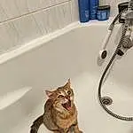 Chat, Felidae, Plumbing Fixture, Carnivore, Tap, Bathroom, Small To Medium-sized Cats, Faon, Moustaches, Gas, Plumbing, Queue, Bathtub, Bois, Art, Poil, Domestic Short-haired Cat, Bathroom Sink