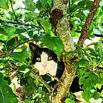 Chat, Plante, Arbre, Branch, Felidae, Carnivore, Twig, Vegetation, Small To Medium-sized Cats, Moustaches, Woody Plant, Trunk, Herbe, Queue, Flowering Plant, Domestic Short-haired Cat, Bois, Poil, Shrub, Jungle