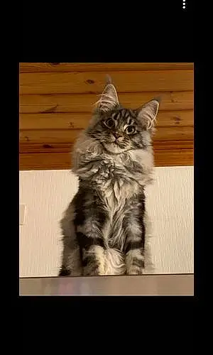 Nom Maine Coon Chat Milord
