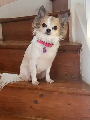 Nom Chihuahua Chien Merveille