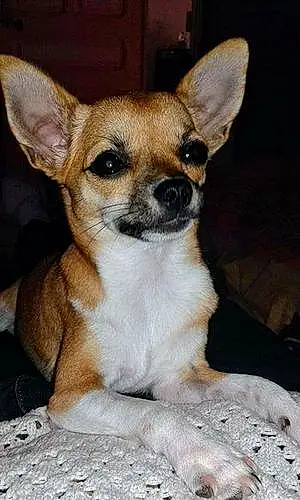 Nom Chihuahua Chien Moly