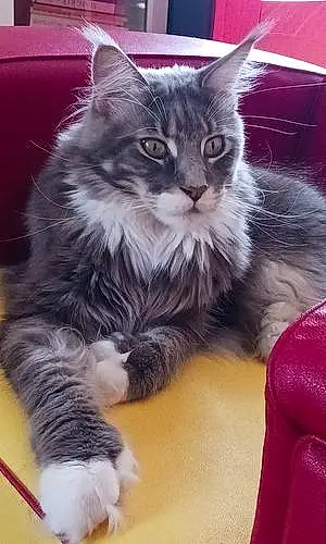 Maine Coon Chat Sky