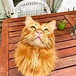Chat, Small To Medium-sized Cats, Moustaches, Felidae, Carnivore, Domestic Long-haired Cat, Chat tigrÃ©, NorvÃ©gien, Persan, Maine Coon, Faon, Bois, Cymric, Poil, British Semi-longhair, Ragamuffin, Asian Semi-longhair, British Longhair, FenÃªtre