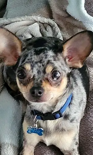 Chihuahua Chien Oslo