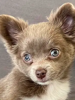 Nom Chihuahua Chien Vegas