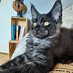 Chat, Felidae, Bleu, Small To Medium-sized Cats, Carnivore, Grey, Moustaches, FenÃªtre, Bookcase, Museau, Queue, Comfort, Shelf, Poil, Domestic Short-haired Cat, Griffe, Terrestrial Animal, Stuffed Toy, Chats noirs, Cat Supply