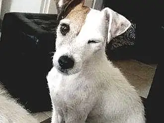 Chien, Race de chien, Canidae, Chien de compagnie, Carnivore, Parson Russell Terrier, Russell Terrier, Chiots, Museau, Jack Russell Terrier, Rare Breed (dog), Fox Terrier, Terrier, Ancient Dog Breeds, Feist