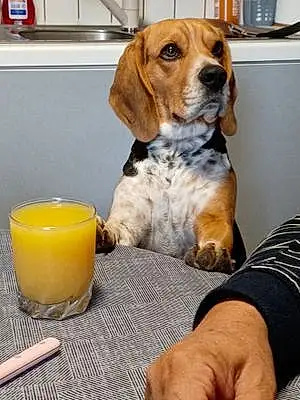 Nom Beagle Chien Olya
