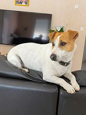 Nom Jack Russell Chien Neven
