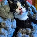Chat, Felidae, Textile, Carnivore, Small To Medium-sized Cats, FenÃªtre, Moustaches, Electric Blue, Creative Arts, Pattern, Art, Poil, Domestic Short-haired Cat, Woolen, Queue, Wool, Thread, Knitting, Griffe