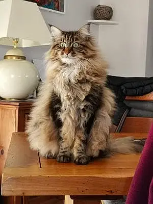 Nom Maine Coon Chat Ralf
