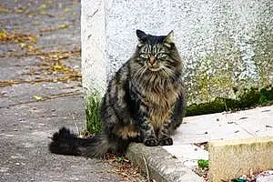Maine Coon Chat Mimie