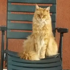 Nom Maine Coon Chat Fred