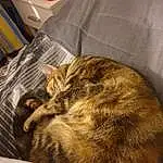 Chat, Small To Medium-sized Cats, Felidae, Moustaches, Chat tigré, European Shorthair, Poil, Domestic Short-haired Cat, Dragon Li, Carnivore, Sleep, Asiatique, Sieste, Chatons, Meubles, American Shorthair, Chat sauvage, Oreille, Bed