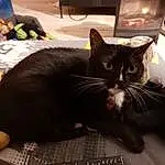 Chat, Small To Medium-sized Cats, Felidae, Moustaches, Chats noirs, Remote Control, Domestic Short-haired Cat, Carnivore, Technology, Electronic Device, Chatons, Games, Lap, Asiatique, European Shorthair, Gadget, Table, Patte