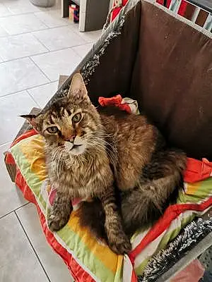 Nom Maine Coon Chat Omaley