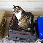 Chat, Carnivore, Comfort, Felidae, Moustaches, Small To Medium-sized Cats, Bag, Box, Cat Supply, Queue, Poil, Luggage And Bags, Domestic Short-haired Cat, Baggage, Bois, Room, Suitcase, Hardwood, Home Appliance, Pet Supply