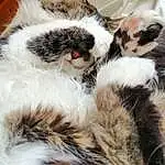 Chat, Felidae, Carnivore, Small To Medium-sized Cats, Moustaches, Faon, Museau, Terrestrial Animal, Queue, Patte, Close-up, Griffe, Domestic Short-haired Cat, Feather, Poil, Fur Clothing, Sleep, Pattern, Sieste