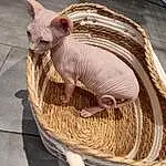 Peterbald, Donskoy, Bois, Faon, Carnivore, Felidae, Basket, Terrestrial Animal, Moustaches, Queue, Comfort, Small To Medium-sized Cats, Poil, Working Animal, Wicker, Event, Fashion Accessory, Livestock, Thread, Storage Basket