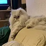 Chat, Television, Comfort, Felidae, Carnivore, Small To Medium-sized Cats, Moustaches, Chien de compagnie, Poil, Queue, Display Device, Home Appliance, Television Set, Cable Television, Entertainment Center, Race de chien, Patte, Griffe, Room, Sieste