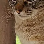 Chat, Felidae, Carnivore, Small To Medium-sized Cats, Moustaches, Door, Terrestrial Animal, Museau, Herbe, Close-up, Queue, Poil, Domestic Short-haired Cat, FenÃªtre, Patte