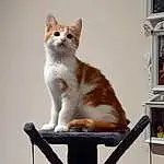 Chat, Carnivore, Felidae, FenÃªtre, Faon, Moustaches, Small To Medium-sized Cats, Queue, Picture Frame, Pet Supply, Museau, Bois, Box, Patte, Domestic Short-haired Cat, Poil, Rectangle, Cat Supply, Assis, Cat Furniture