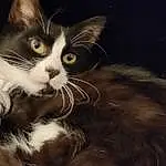 Chat, Carnivore, Felidae, Small To Medium-sized Cats, Moustaches, Iris, Museau, Queue, Flash Photography, Poil, Domestic Short-haired Cat, Patte, Darkness, Chats noirs, Terrestrial Animal, LÃ©gende de la photo, Graphics, Herbe, Art, Night