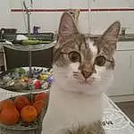 Chat, Small To Medium-sized Cats, Felidae, Moustaches, European Shorthair, Domestic Short-haired Cat, Chat de l’Egée, Carnivore, Chat tigré, American Wirehair, Asiatique, Chatons, American Shorthair