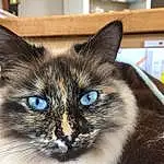 Chat, Small To Medium-sized Cats, Moustaches, Felidae, Carnivore, Yeux, Siamois, Iris, Asiatique, Ojos Azules, Thai, Museau, Chatons, Balinais, Domestic Short-haired Cat, Poil, Tonkinese, Oreille