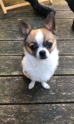 Nom Chihuahua Chien Sako