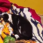 Comfort, Orange, Carnivore, Chien de compagnie, Felidae, Linens, Race de chien, Pattern, Poil, Queue, Terrestrial Animal, Moustaches, Small To Medium-sized Cats, Sieste, Bed Sheet, Blanket, Herbe