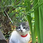 Chat, Small To Medium-sized Cats, Felidae, Moustaches, Herbe, Domestic Short-haired Cat, Carnivore, Yeux, Arbre, Leaf, Chat de lâ€™EgÃ©e, Chatons, Plante, European Shorthair, Polydactyl Cat, American Wirehair, NorvÃ©gien, Queue