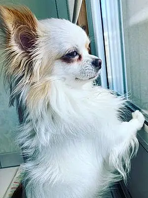 Nom Chihuahua Chien Spirou