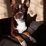 Brown, Chien, Race de chien, Carnivore, Oreille, Chien de compagnie, Faon, Moustaches, Working Animal, Toy Dog, Museau, Liver, Canidae, Boston Terrier, Comfort, Bois, Chiots, Non-sporting Group, Terrestrial Animal
