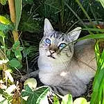 Plante, Chat, Leaf, Carnivore, Felidae, Small To Medium-sized Cats, Moustaches, Herbe, Faon, Terrestrial Animal, Groundcover, Terrestrial Plant, Museau, Domestic Short-haired Cat, Herbaceous Plant, Poil, Plant Stem