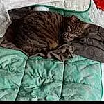 Chat, Comfort, Felidae, Textile, Carnivore, Small To Medium-sized Cats, Moustaches, Linens, Queue, Poil, Domestic Short-haired Cat, Terrestrial Animal, Cat Bed, Cat Supply, Sleeve, Electric Blue, Pattern, Sieste, Bag, Sleep