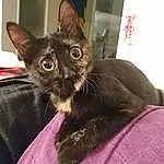 Chat, Small To Medium-sized Cats, Felidae, Moustaches, Carnivore, Domestic Short-haired Cat, Korat, Asiatique, German Rex, Chatons, Havana Brown, Museau, Chats noirs, Burmese, Oriental Longhair, Javanese