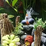 Freshwater Aquarium, Aquarium Decor, Aquarium, Botany, Plante, Terrestrial Plant, Lawn Ornament, Landscape, Aquatic Plant