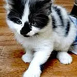 Chat, Small To Medium-sized Cats, Moustaches, Felidae, Carnivore, Chatons, Domestic Short-haired Cat, Museau, Polydactyl Cat, American Wirehair, Patte, NorvÃ©gien, Cymric, Queue, Domestic Long-haired Cat, Poil, European Shorthair, Munchkin, Ragamuffin