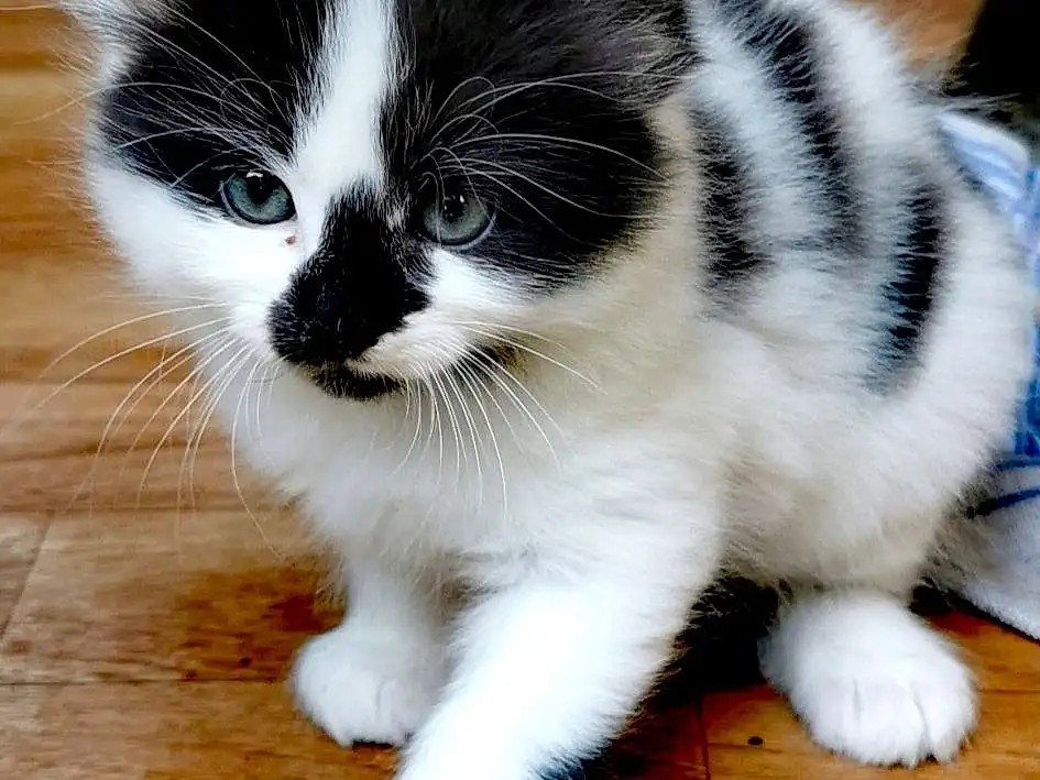 Chat, Small To Medium-sized Cats, Moustaches, Felidae, Carnivore, Chatons, Domestic Short-haired Cat, Museau, Polydactyl Cat, American Wirehair, Patte, NorvÃ©gien, Cymric, Queue, Domestic Long-haired Cat, Poil, European Shorthair, Munchkin, Ragamuffin