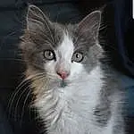 Hair, Head, Yeux, Chat, Felidae, Carnivore, Human Body, Small To Medium-sized Cats, Moustaches, Museau, Domestic Short-haired Cat, Poil, Maine Coon, Patte, Queue