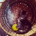 Chat, Carnivore, Felidae, Moustaches, Bois, Basket, Small To Medium-sized Cats, Cat Supply, Circle, Domestic Short-haired Cat, Poil, Still Life Photography, Nourriture, Fruit, Maine Coon, Still Life, Twig