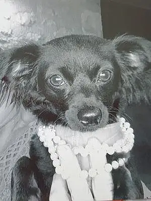 Nom Chihuahua Chien Toupie